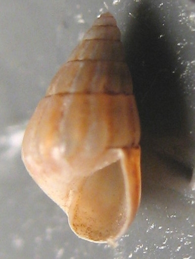 Pusillina diversa